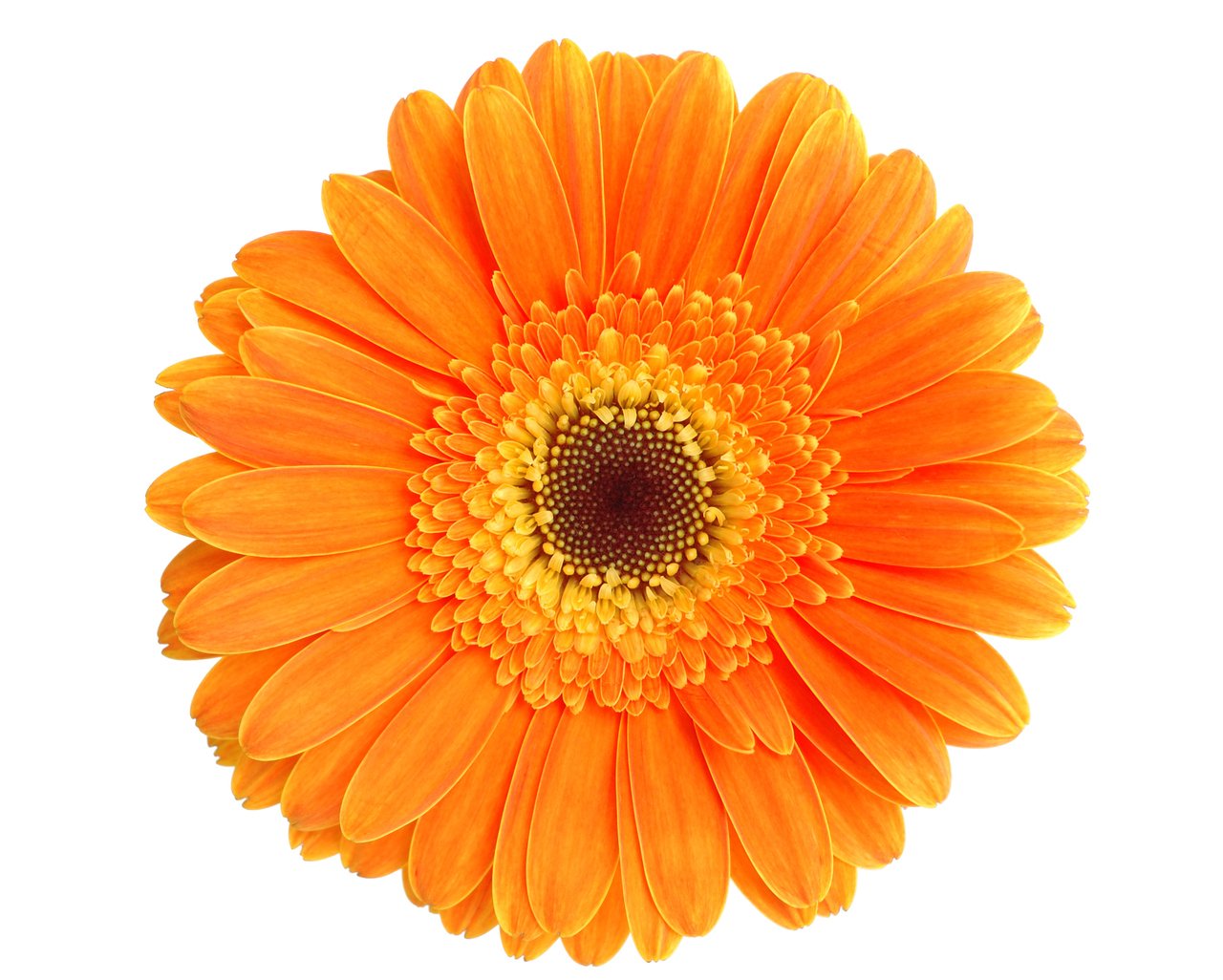 Calendula