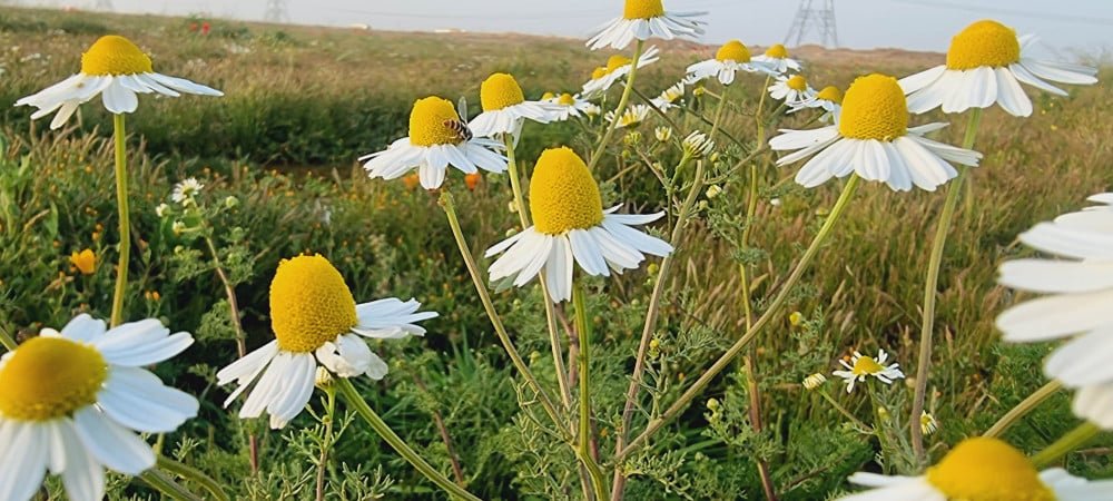Chamomile stalks