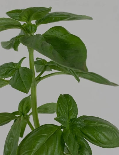Basil Stalks